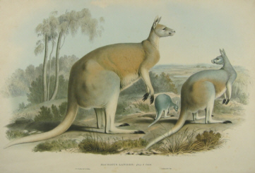 John Gould Macropodidae